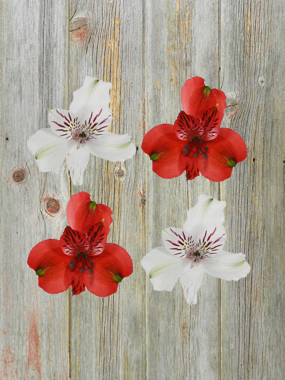 ALSTROMERIA  50 RED AND 50  WHITE  ASSORTED COLORS